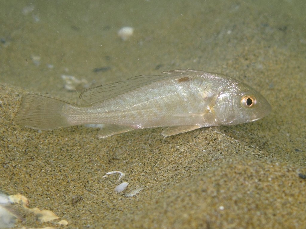 La metamorfosi di Umbrina cirrosa